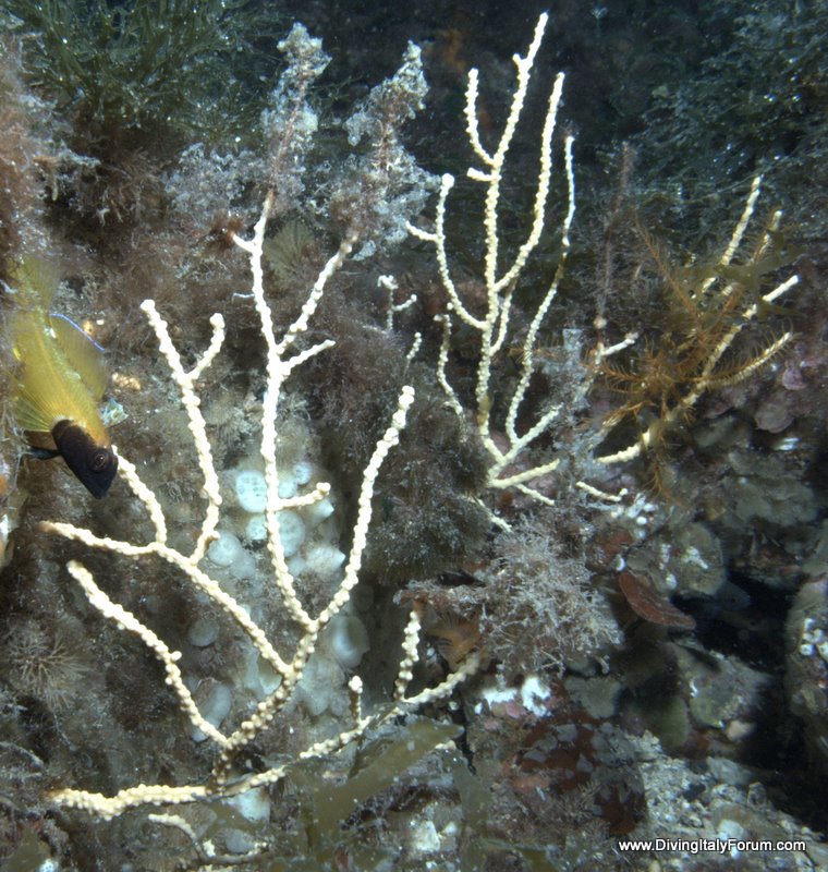 Vervece Marine Zone - Blenny