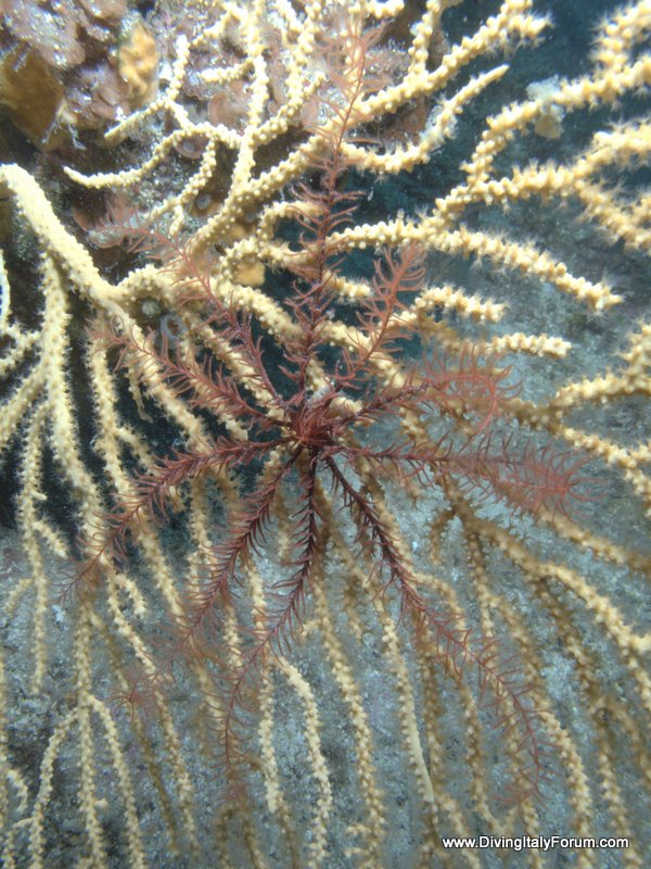 Vervece Marine Zone - Coral and Starfish