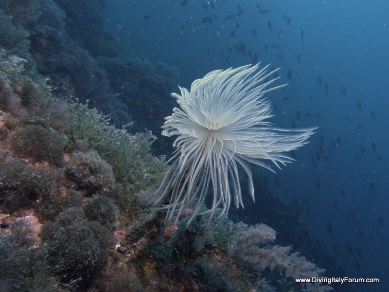 Vervece Marine Zone - Fan Worm