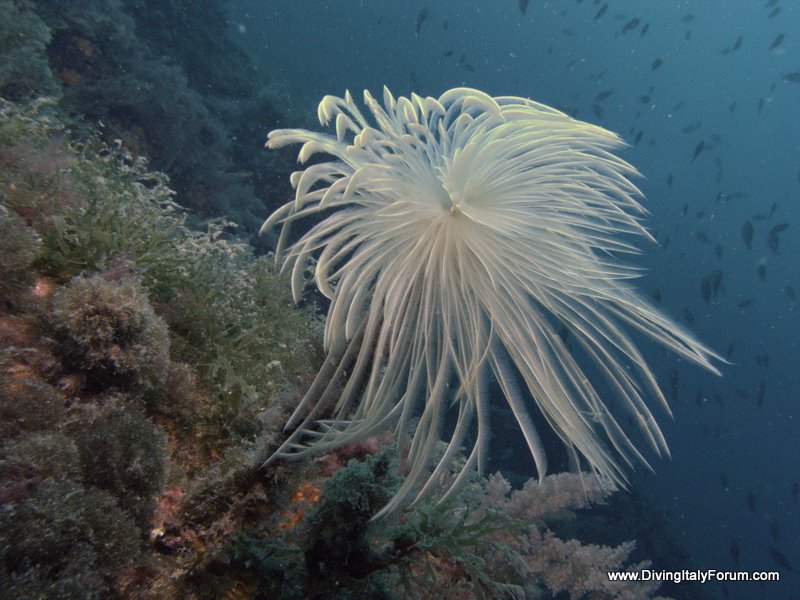 Vervece Marine Zone - Fan Worm