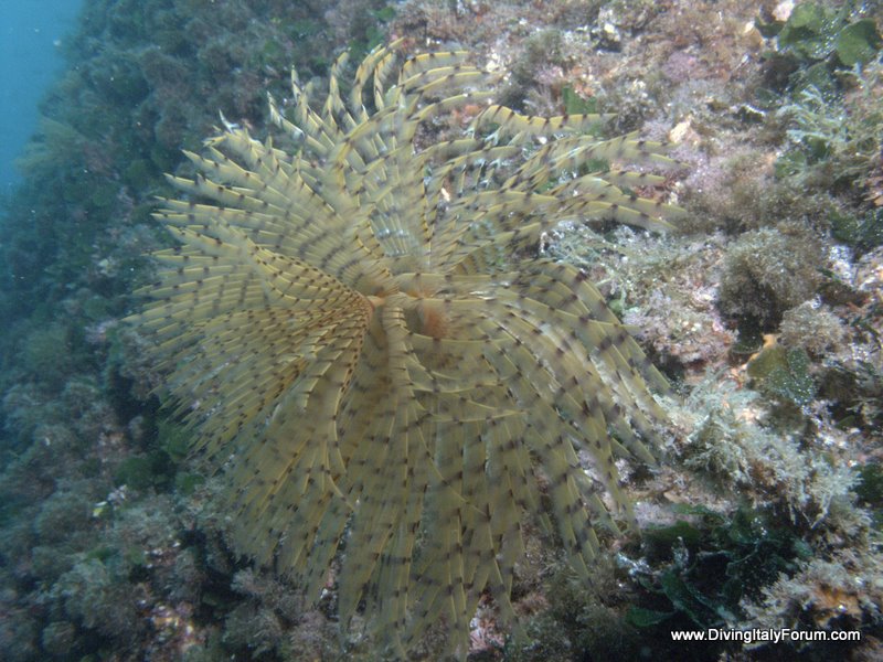 Vervece Marine Zone - Fan Worm