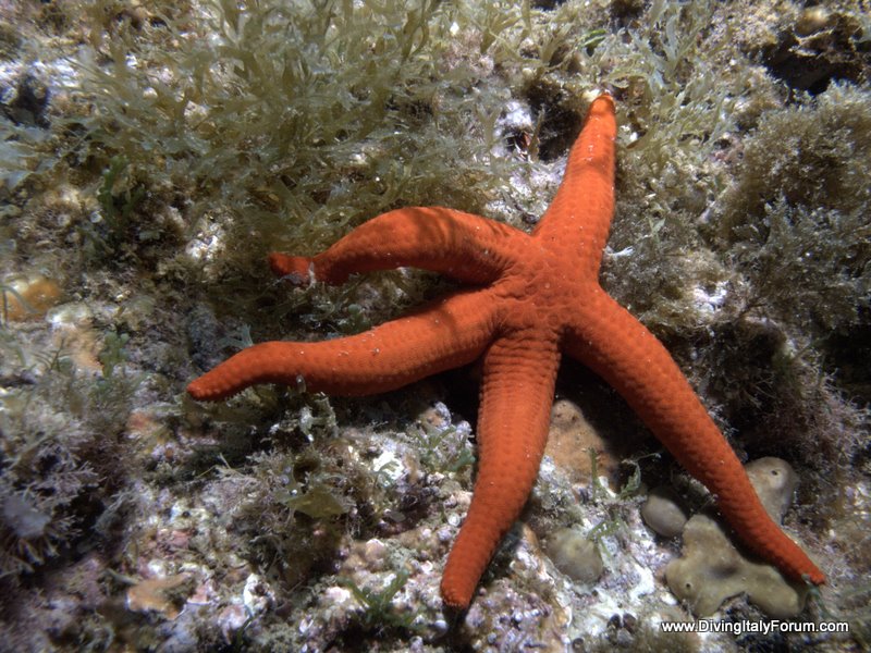 Vervece Marine Zone - Starfish