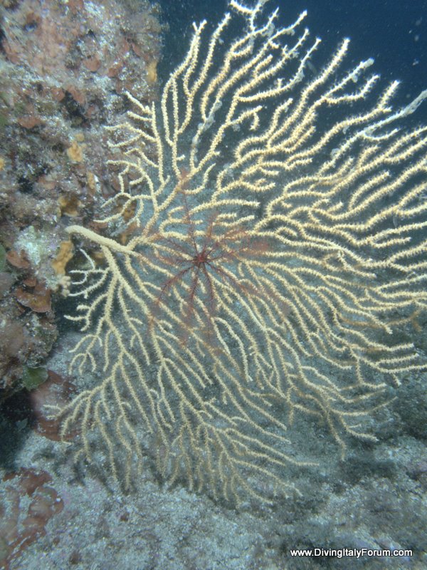 Vervece Marine Zone - Yellow Fan Coral