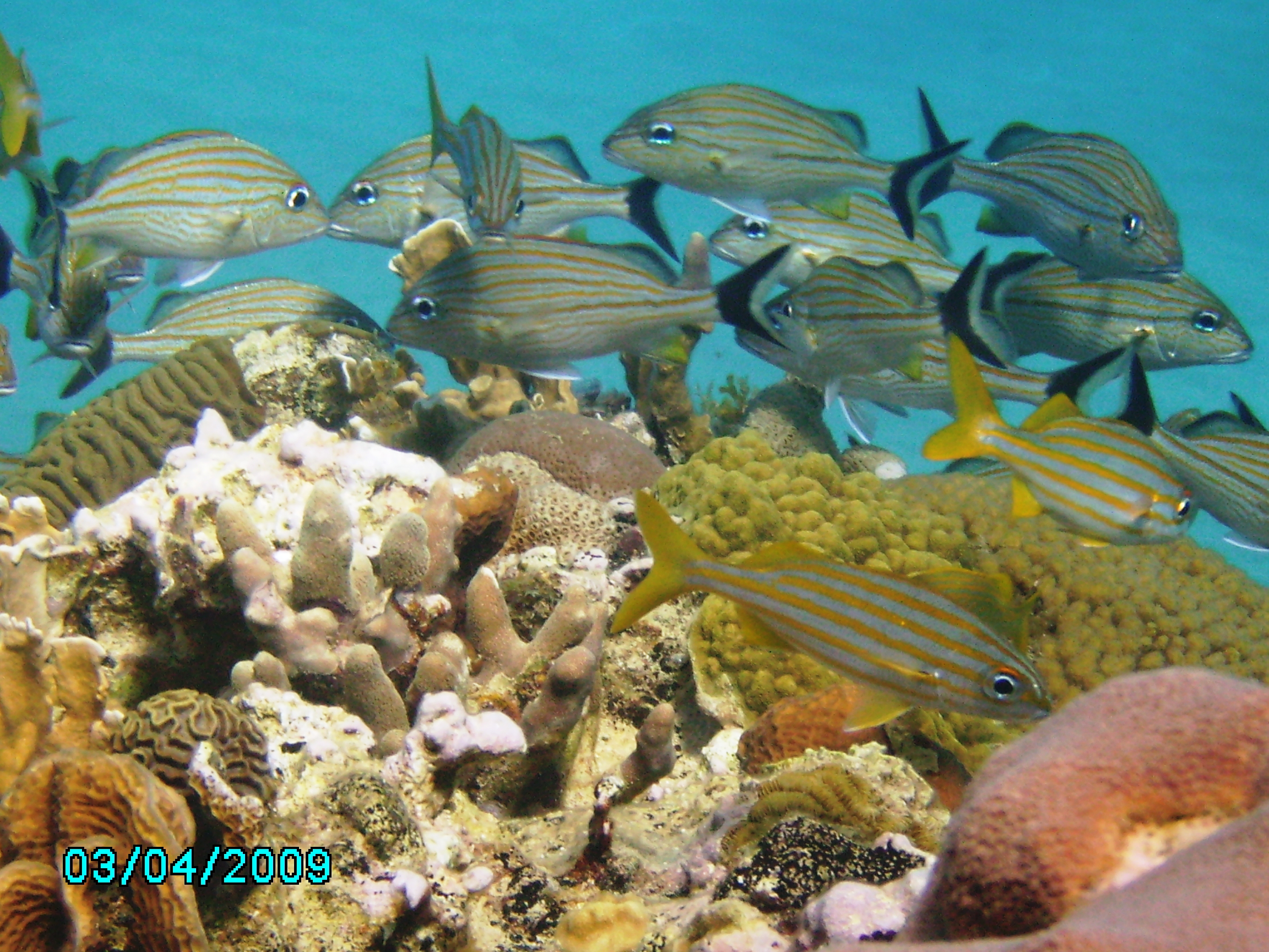 Very active and flourishing reef