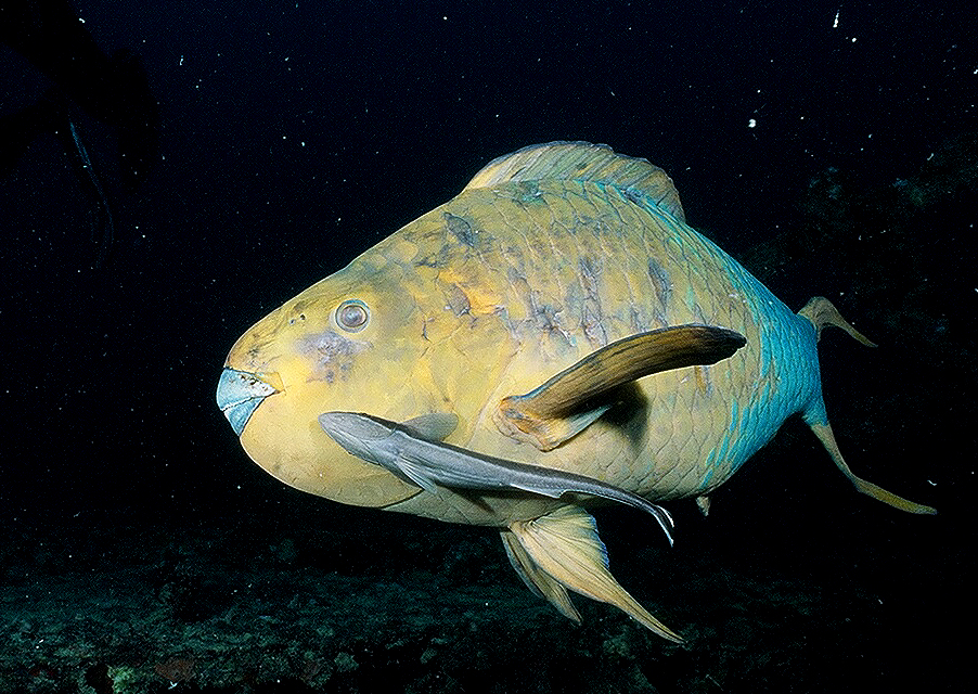 Very Cool Rainbow Parrot w/Sharksucker