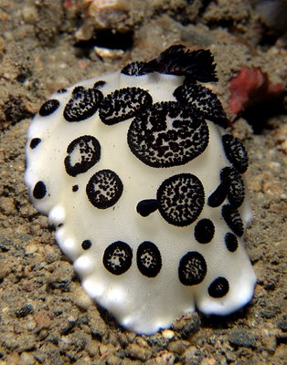 Very Plump Nudi