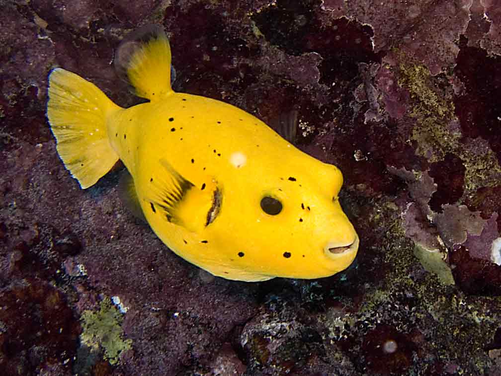 Very rare pufferfish