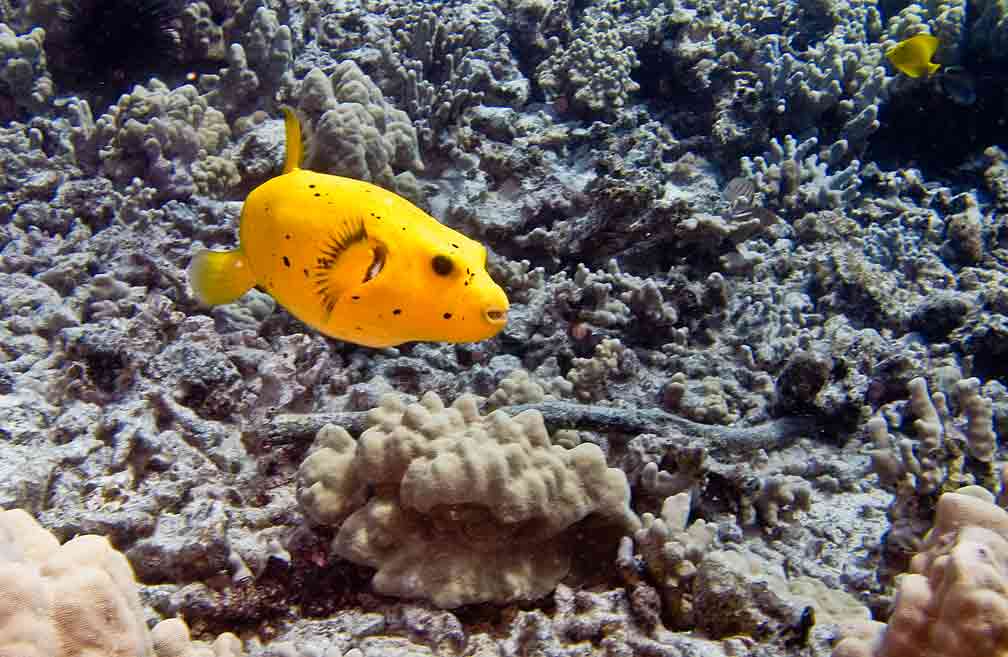 Very rare yellow pufferfish