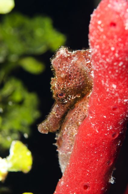 Very Shy Red Seahorse