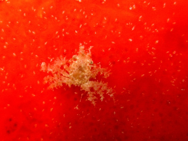 Very small crab on red coral