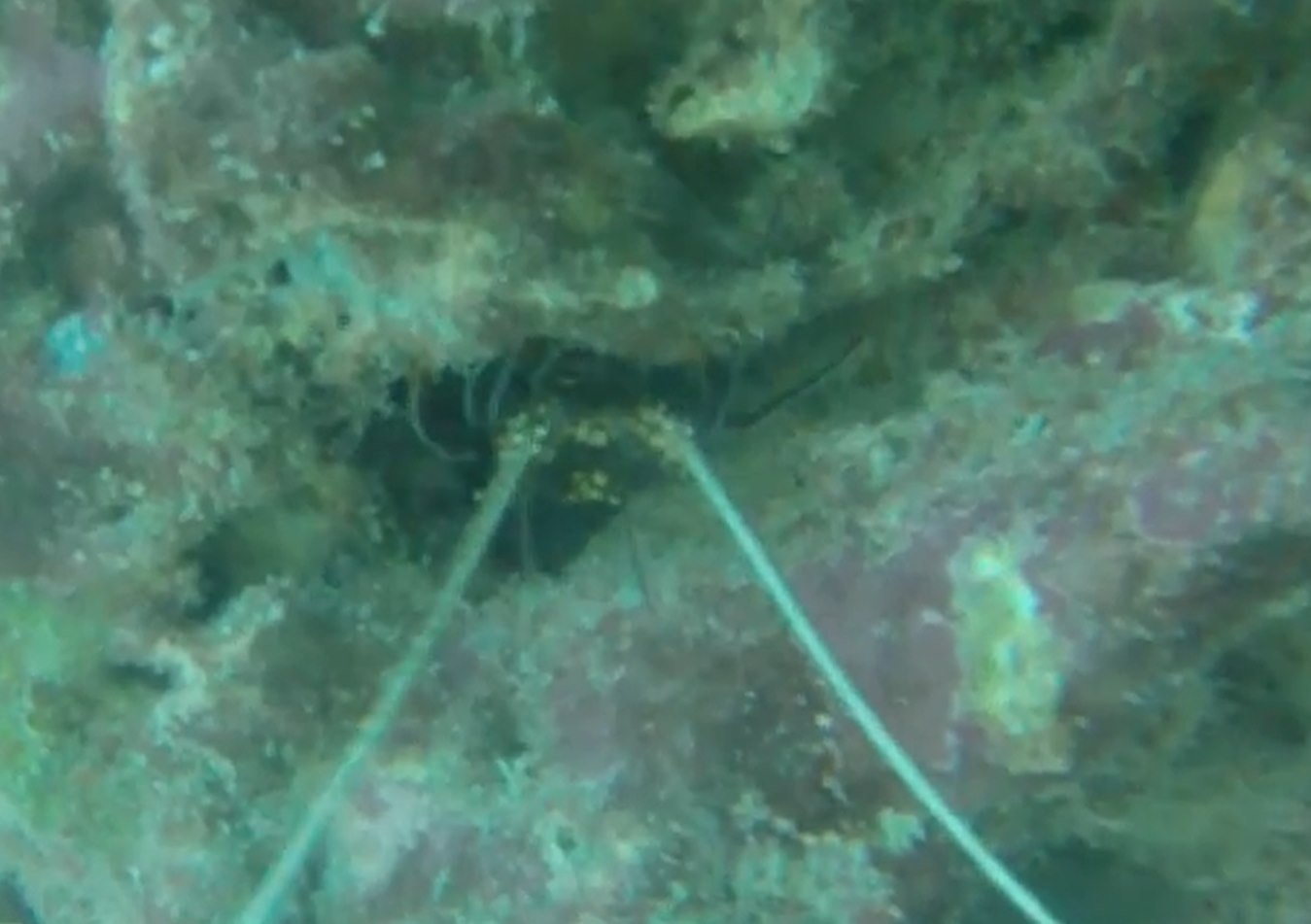 Very Vague Spiny Lobster