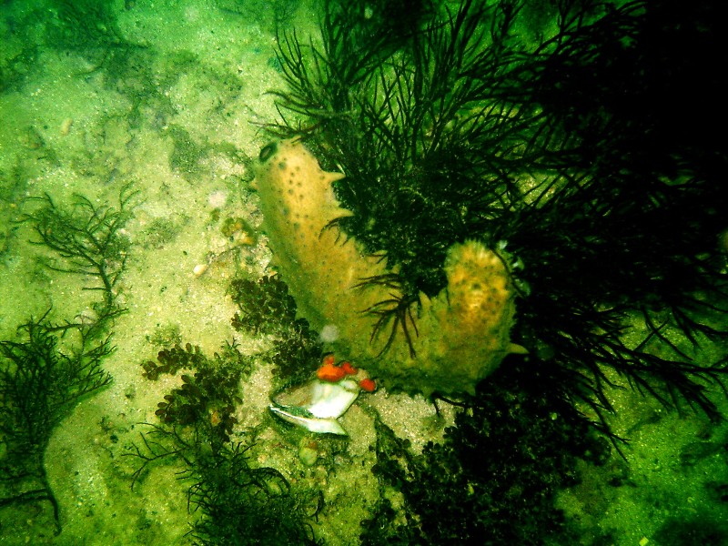 Veteran's Reef  Clearwater, FL 7-24-05