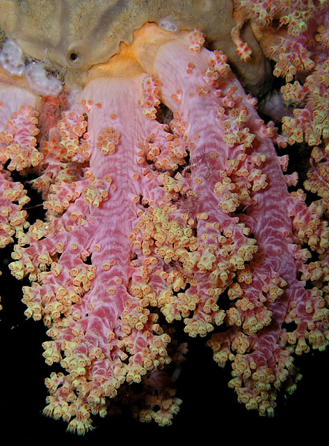 Vibrant Soft Coral