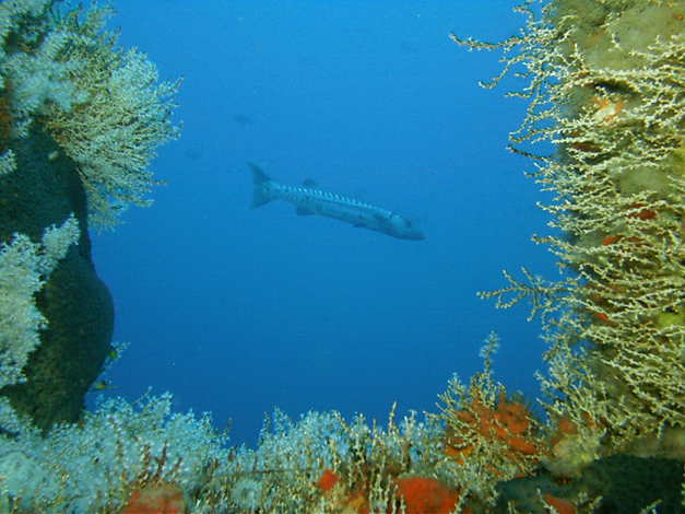 View_at_rig_dive