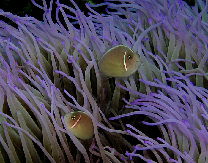 Violet Anemone and Friends