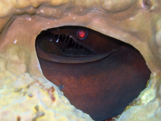 Viper Moray