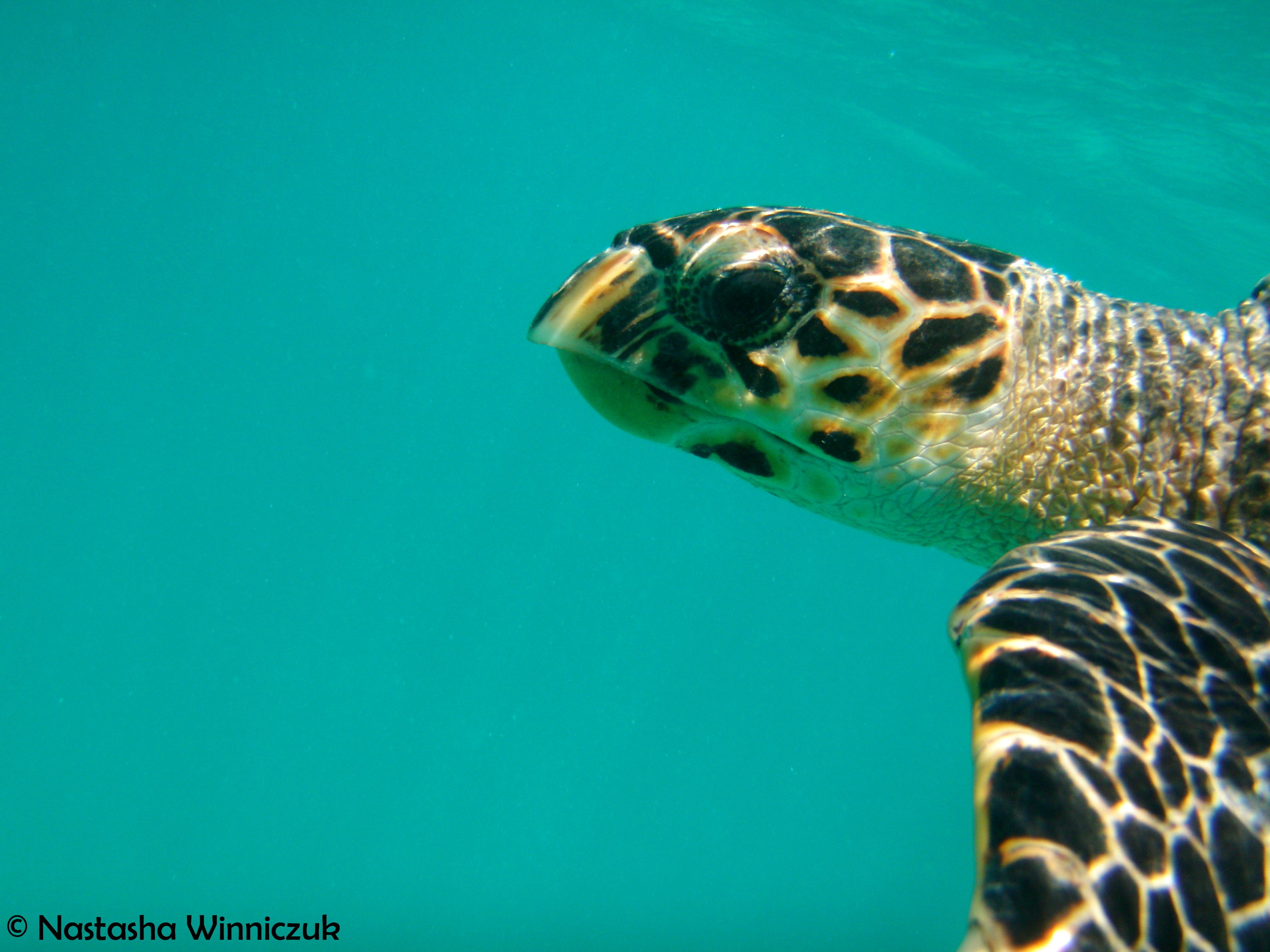 Virgin Islands Turtle