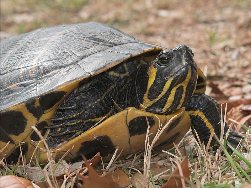 Visitor in the yard