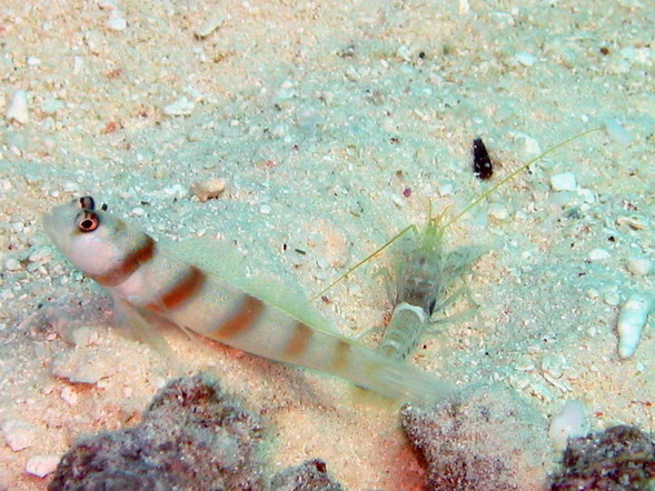 Volvano Shrimp Goby with Shrimp