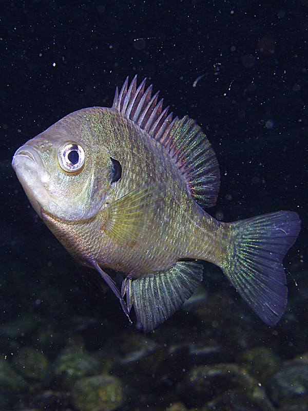 Vortex Springs night dive