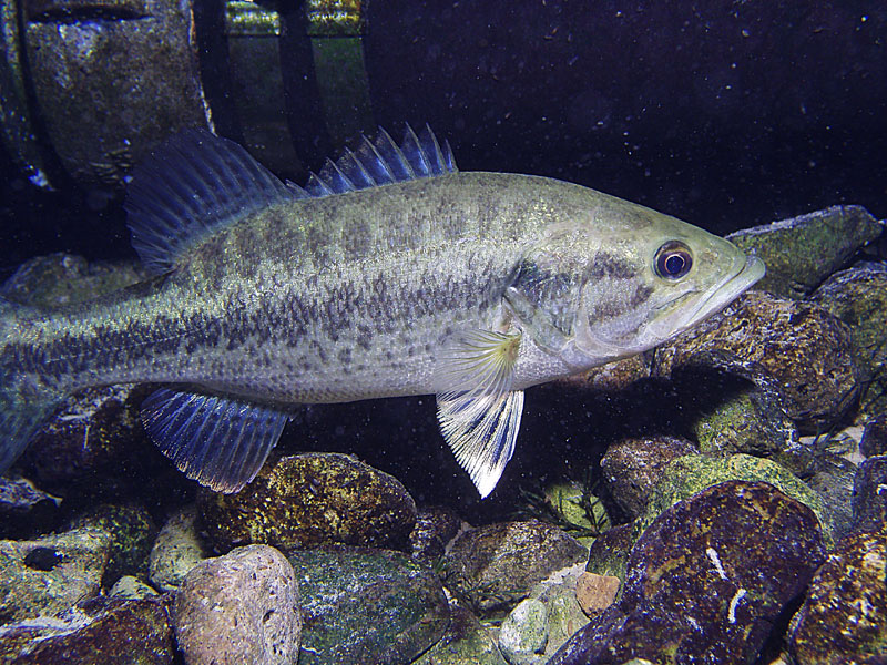 Vortex Springs night dive