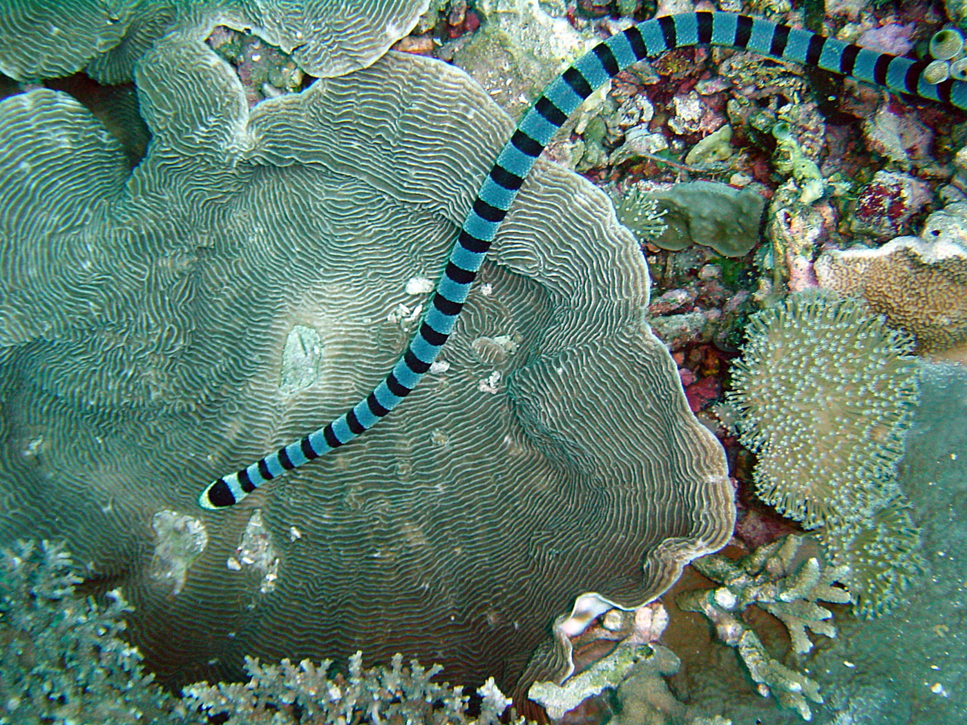 Wakatobi Banded Sea Snake