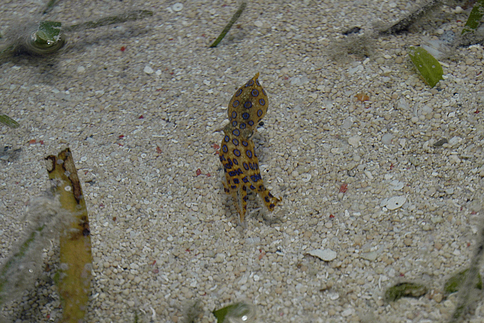 Wakatobi House Reef Blue Ringed Octopus