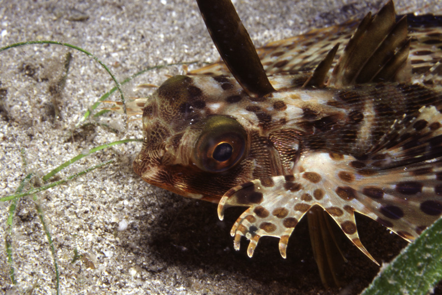 Wakatobi / my Pelagian 2005 #2