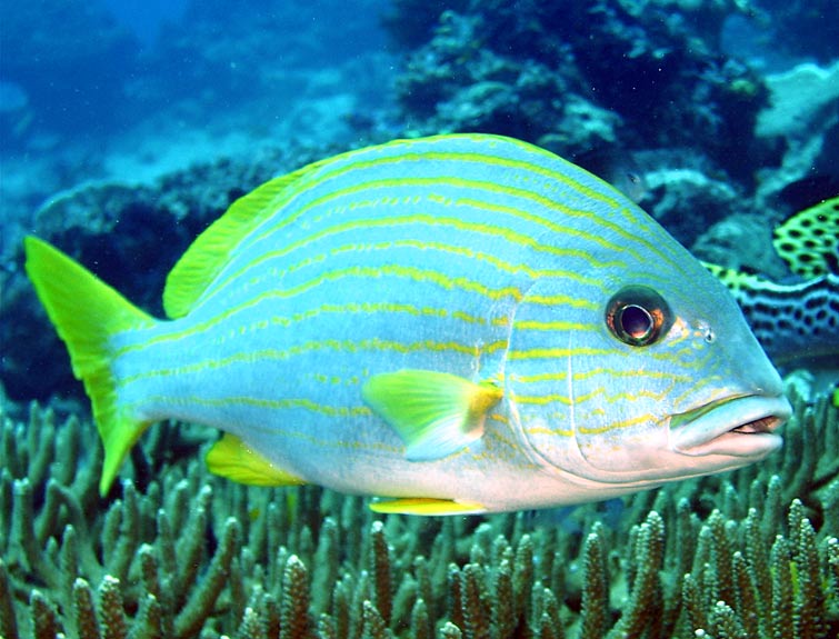 Wakatobi Pelagian