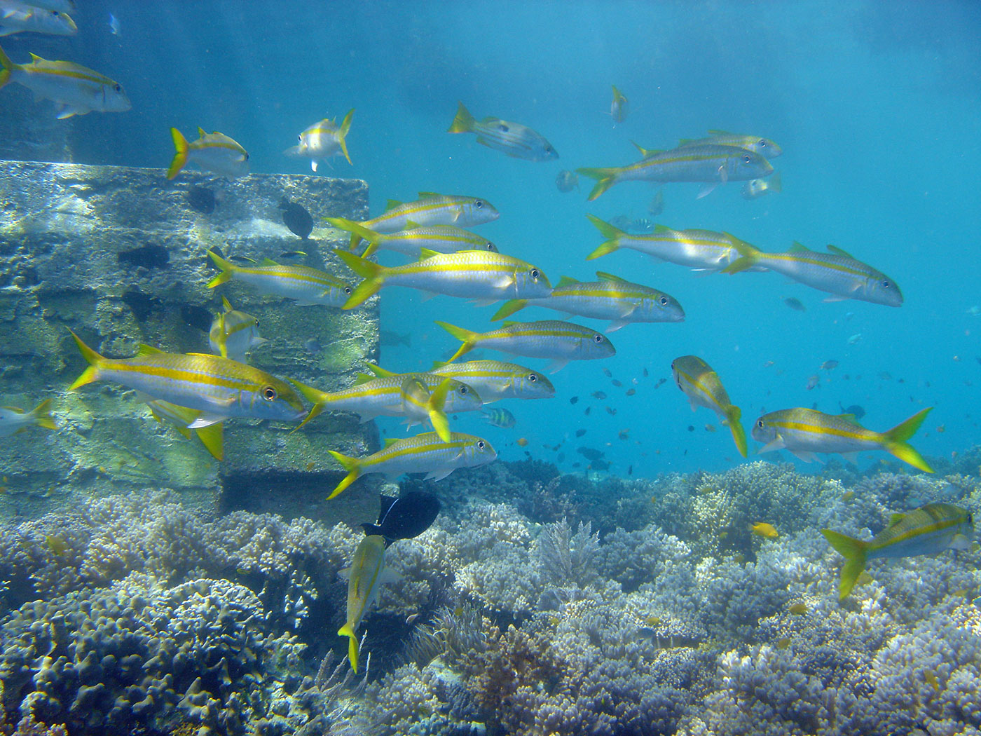 Wakatobi under Jetty Shot