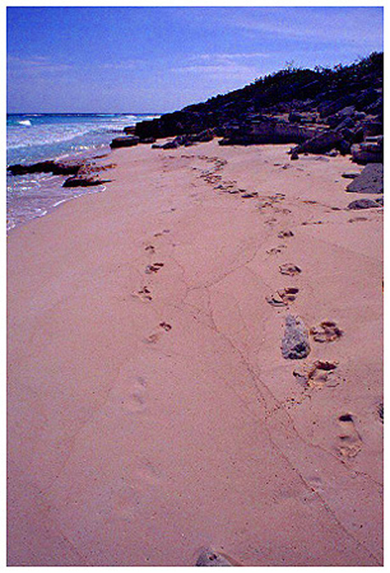 Walk on the beach. Cayo Largo, Cuba