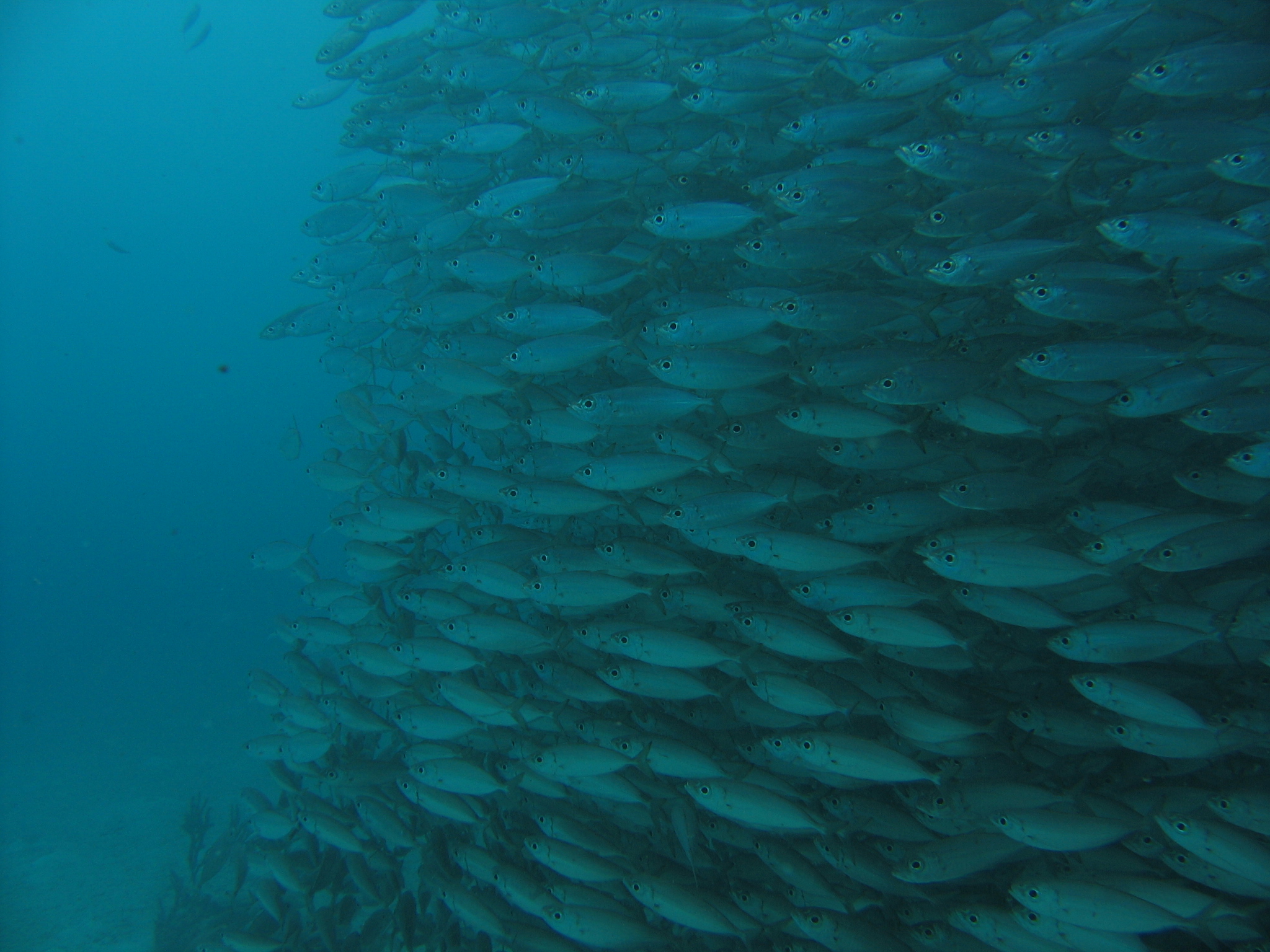 wall of fish