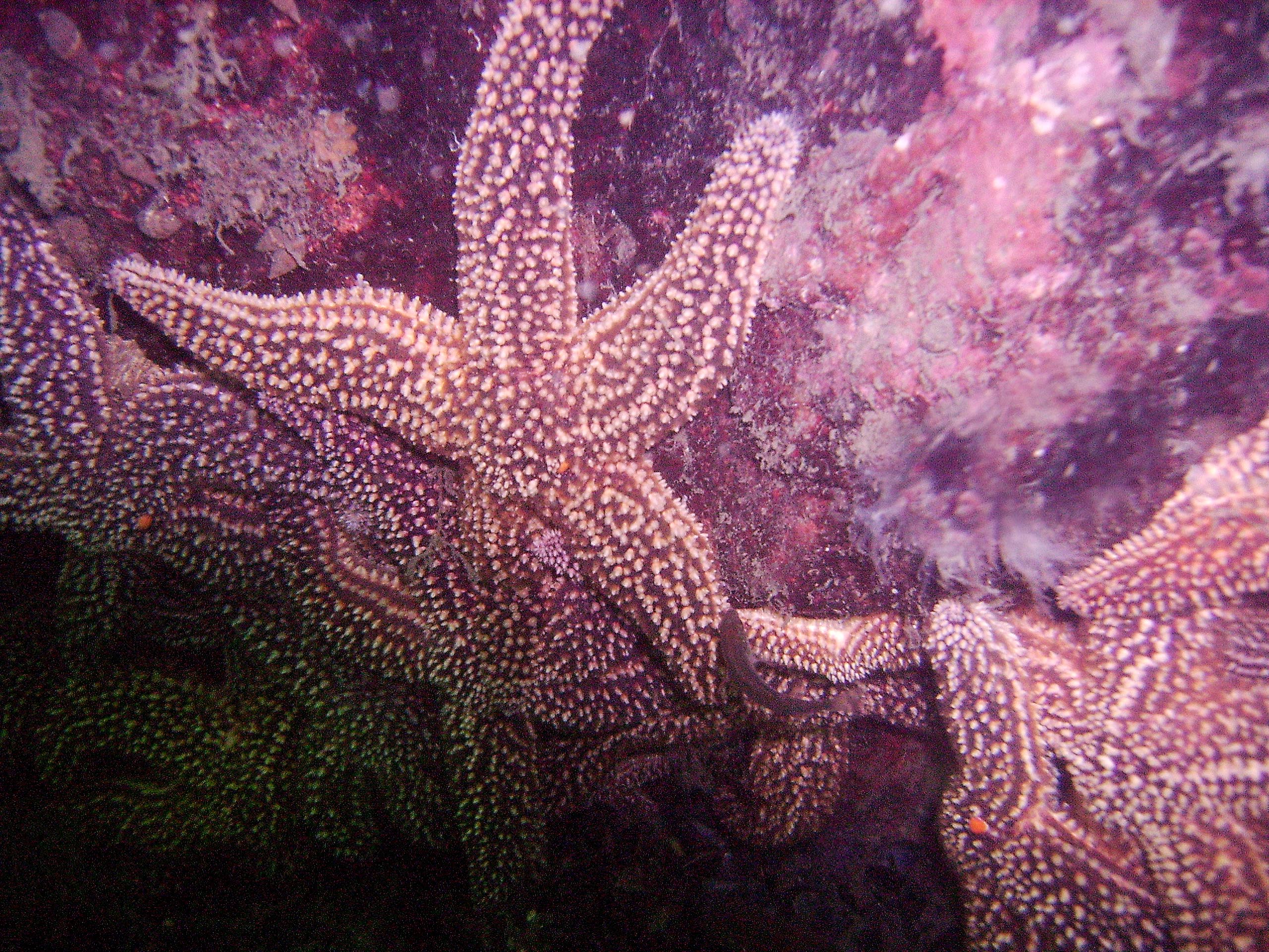 Wall_of_stars
