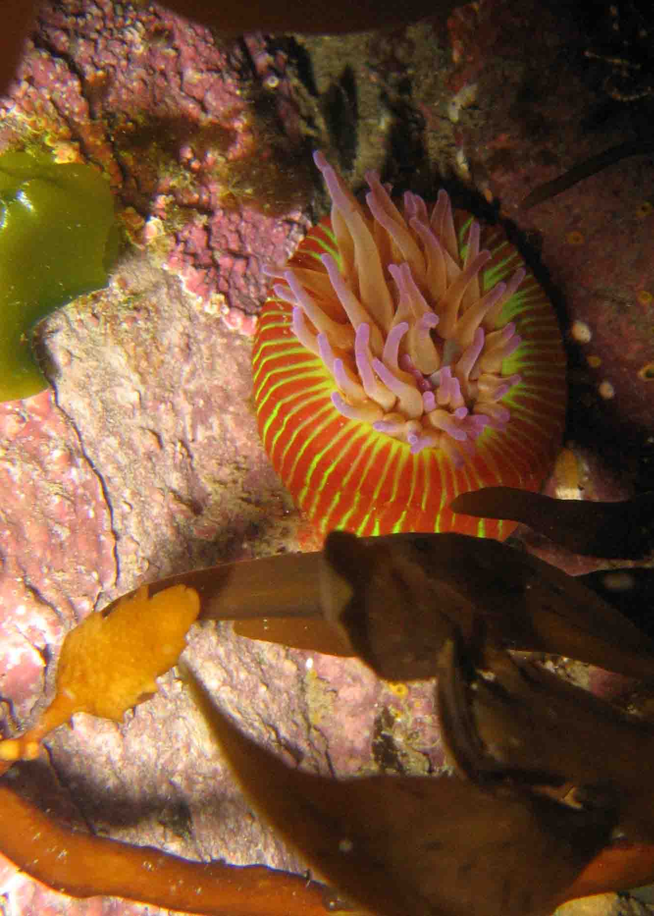 wandering anemone
