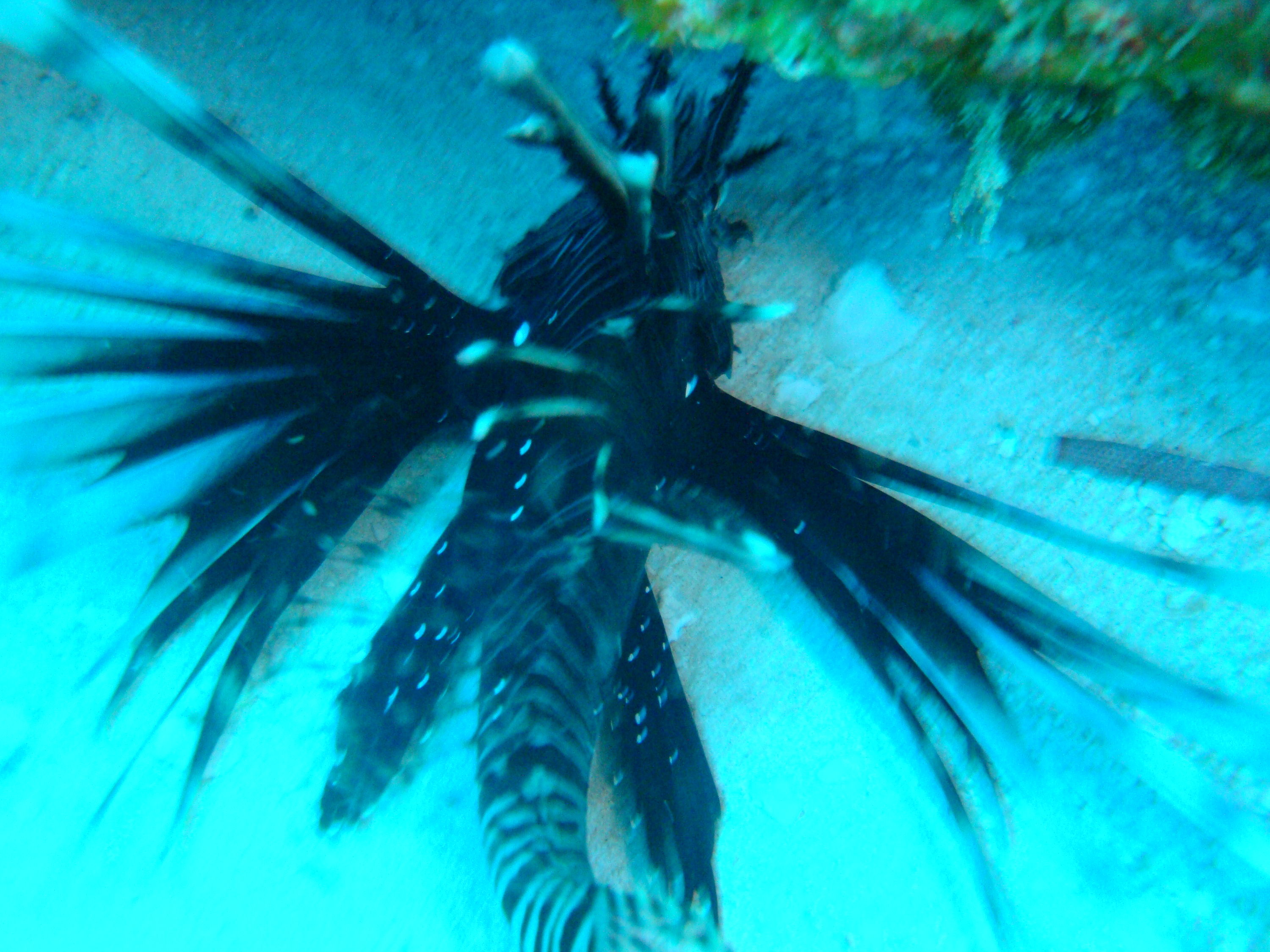 Wanted Dead or Alive! Lionfish