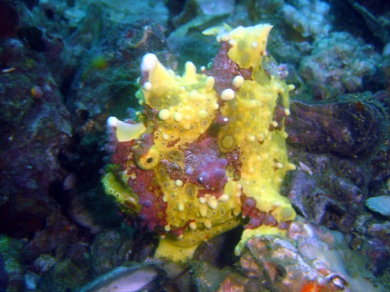 Warty Frogfish (Antennarius Maculatus)