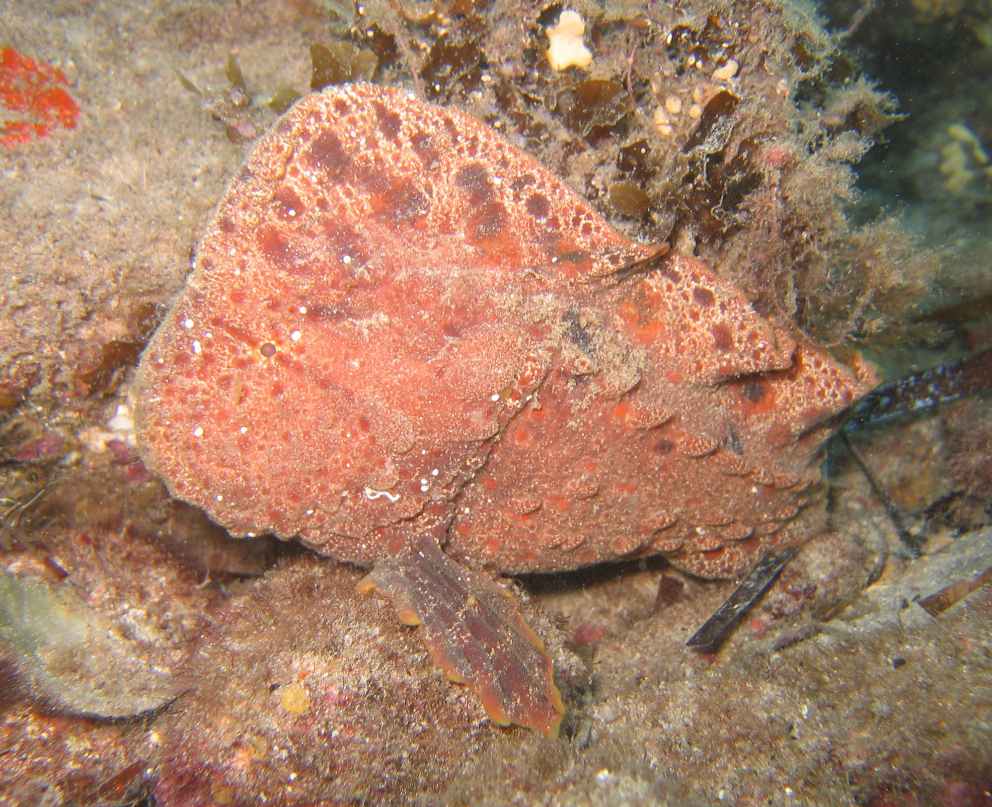 Warty-Prowfish