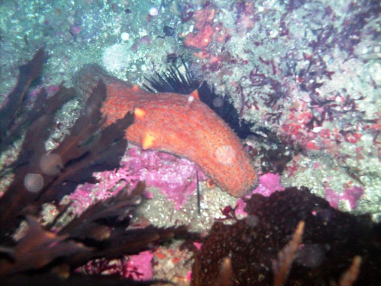 Warty Sea Cucumber (Parastichopus parvim)