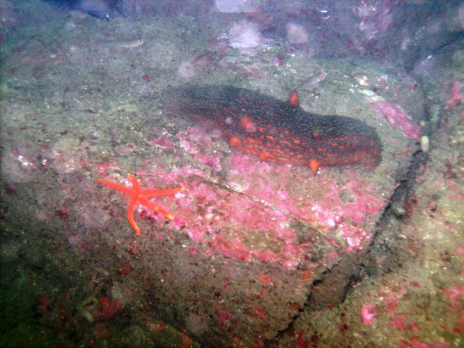 warty sea cucumber (Parastichopus parvimensis) and blood star (Henricia lev