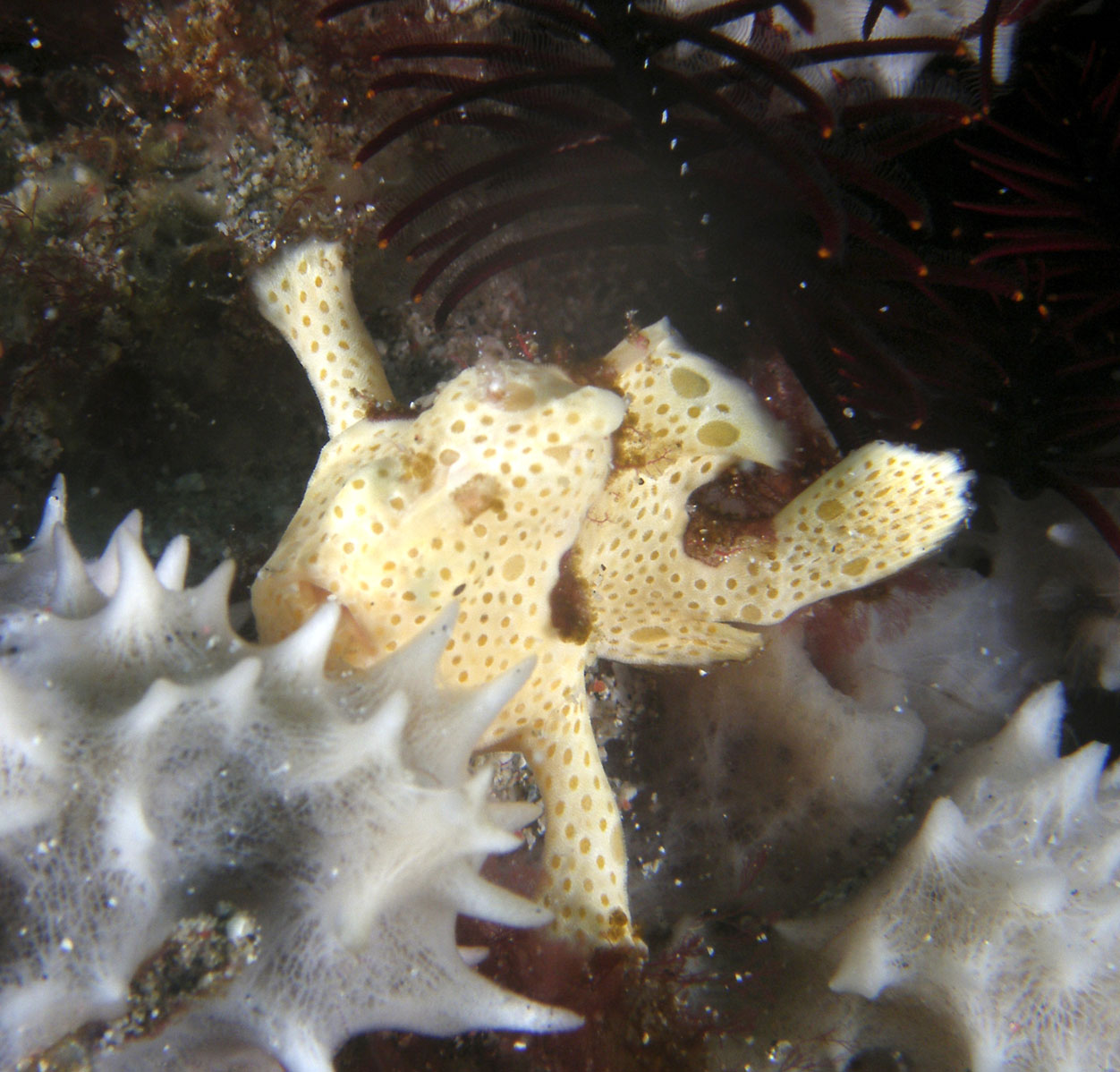 warty_frogfish