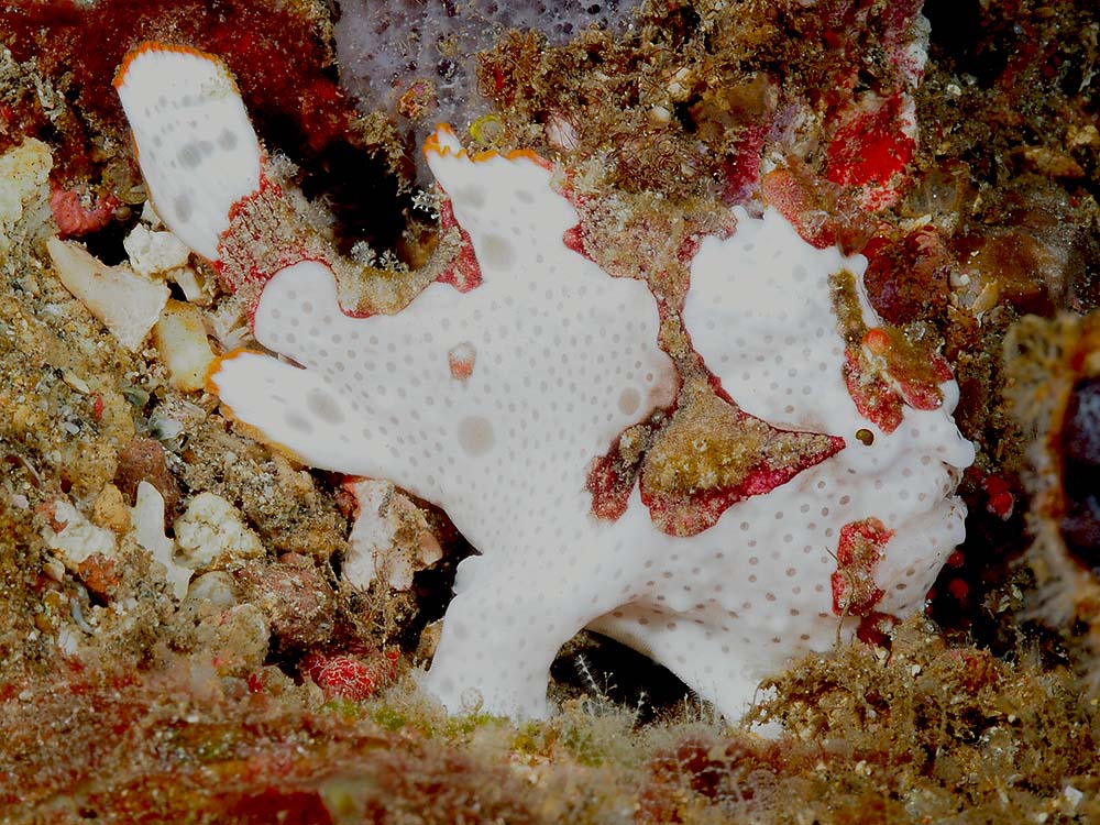 warty_frogfish1