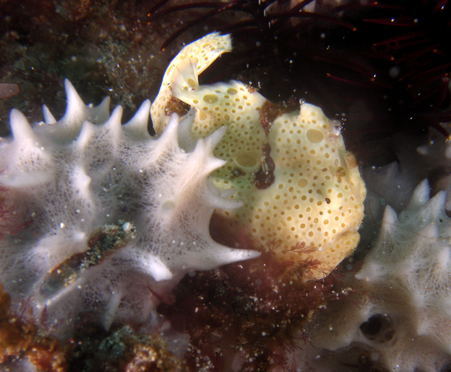 warty_frogfish_2