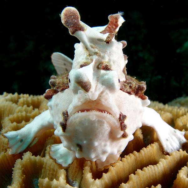 wartyfrogfish