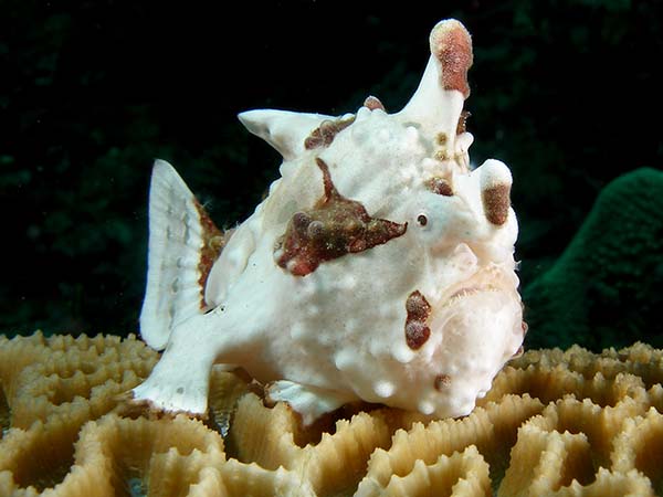 wartyfrogfish2