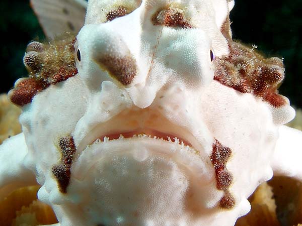 wartyfrogfishcloseup