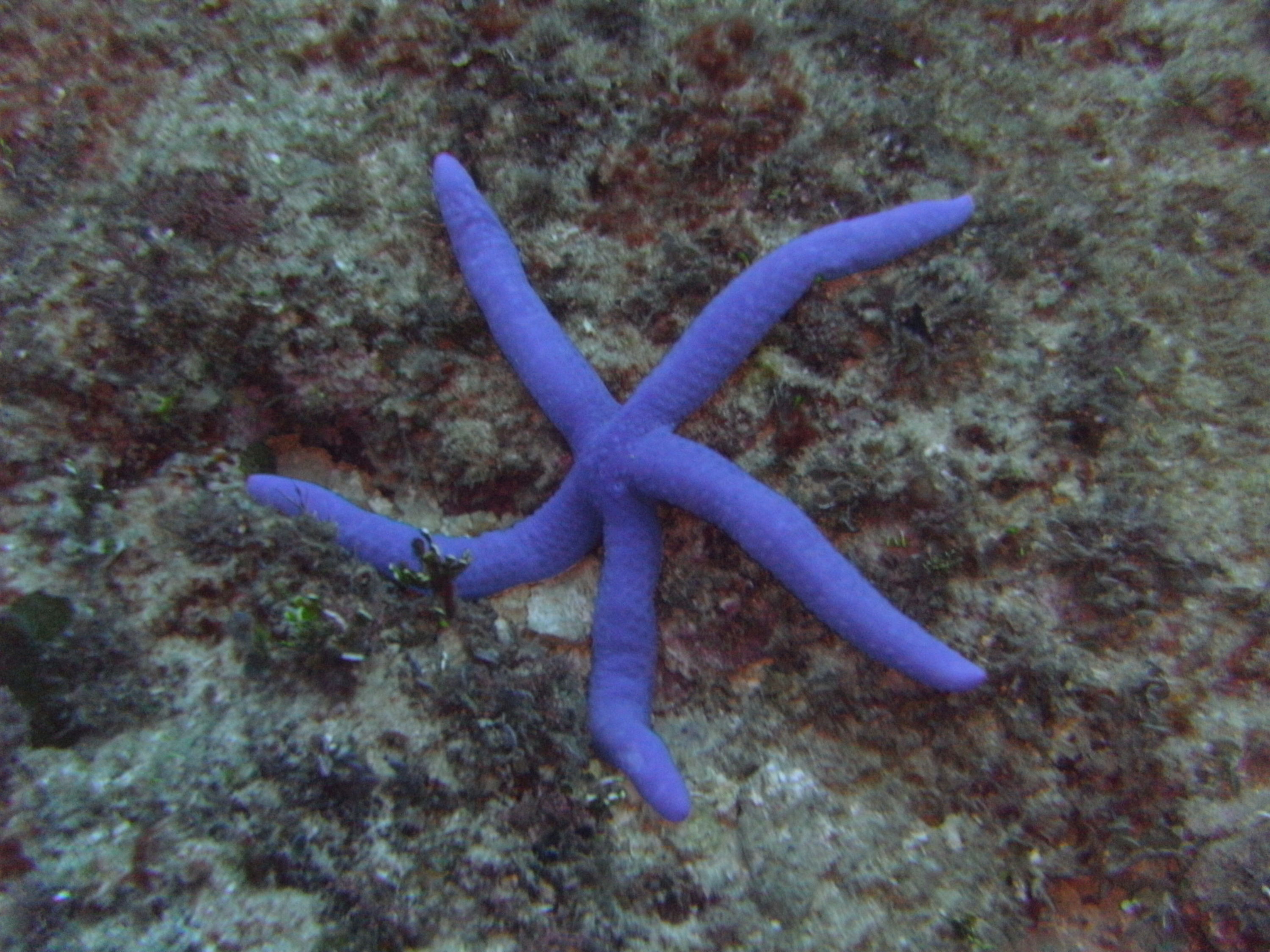 Waving Blue Starfish