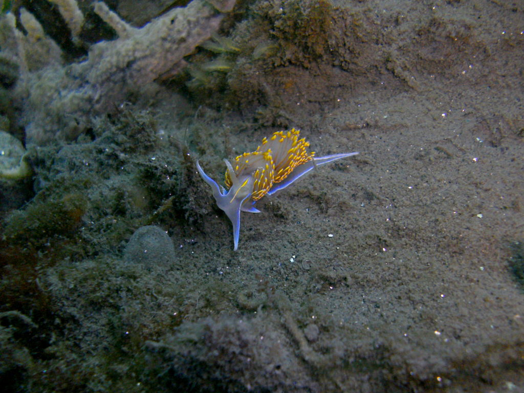 Waving Nudibranch