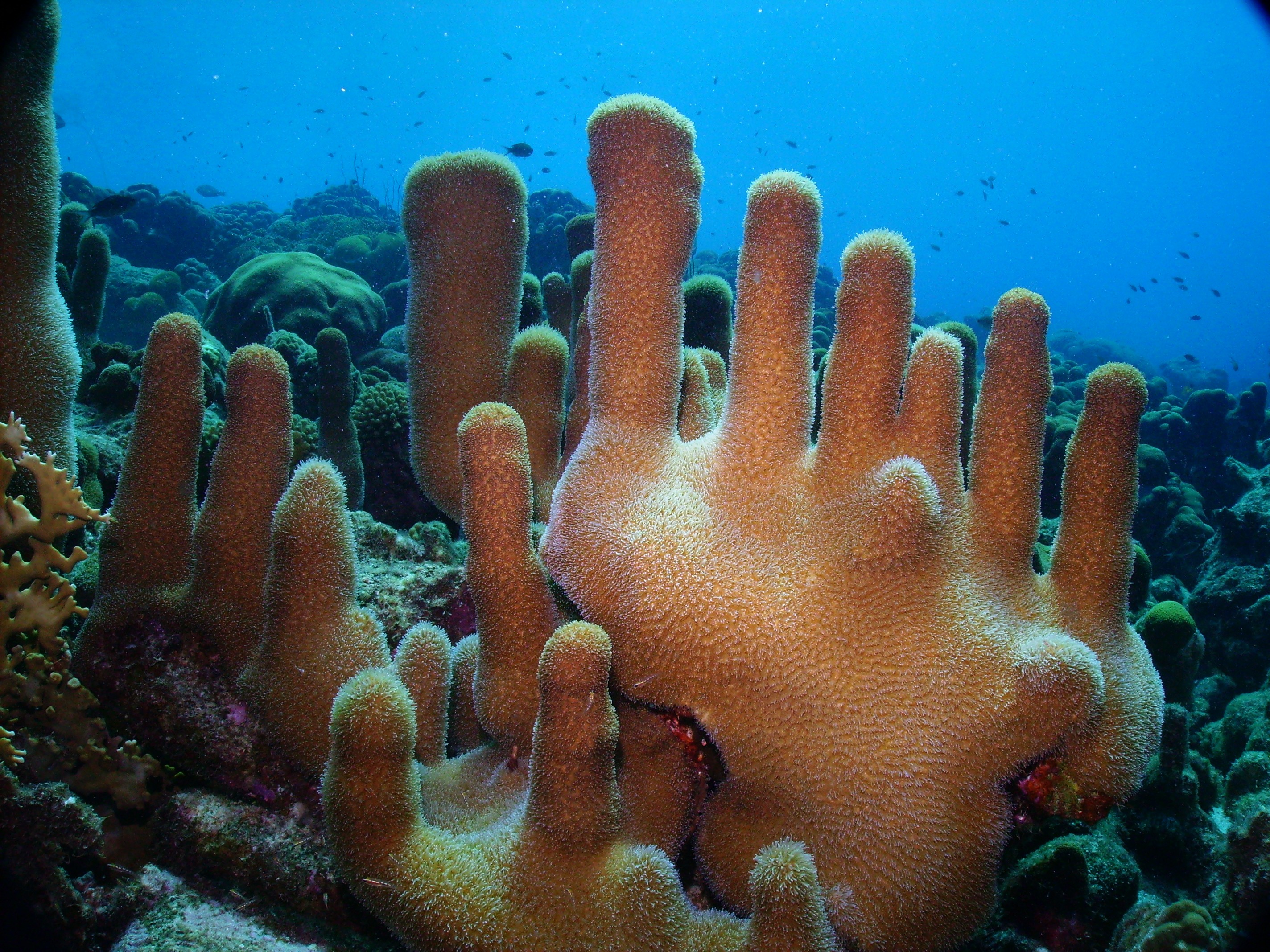 "Waving" Pillar Coral