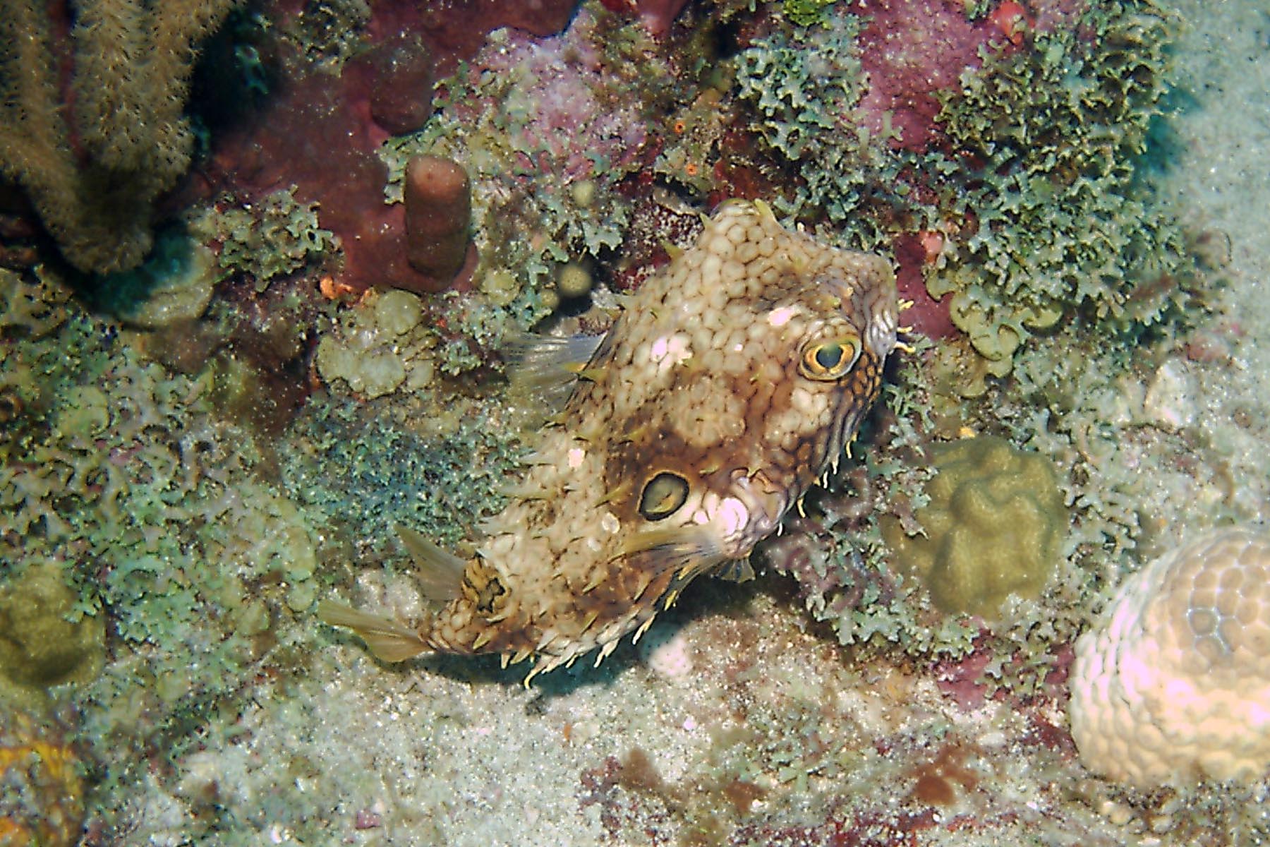 Web Burrfish