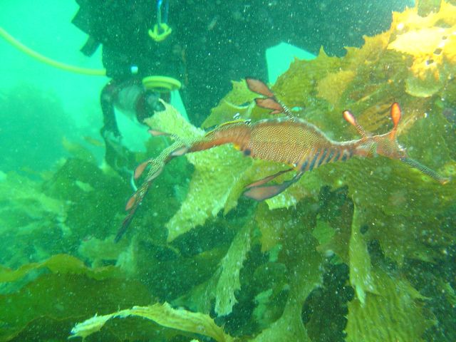 Weedy Sea Dragon 2